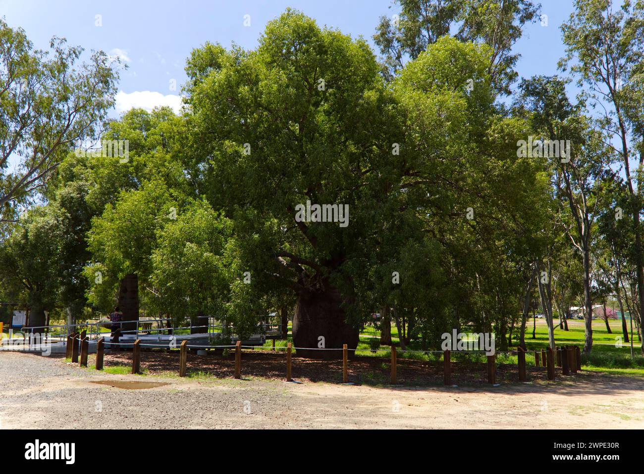 The biggest Queensland Bottle Tree in Roma Queensland Australia Stock Photo