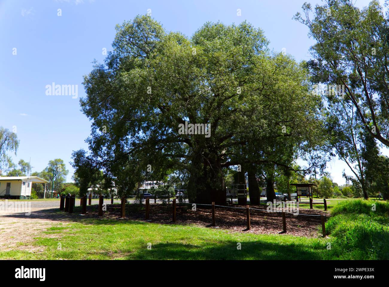 The biggest Queensland Bottle Tree in Roma Queensland Australia Stock
