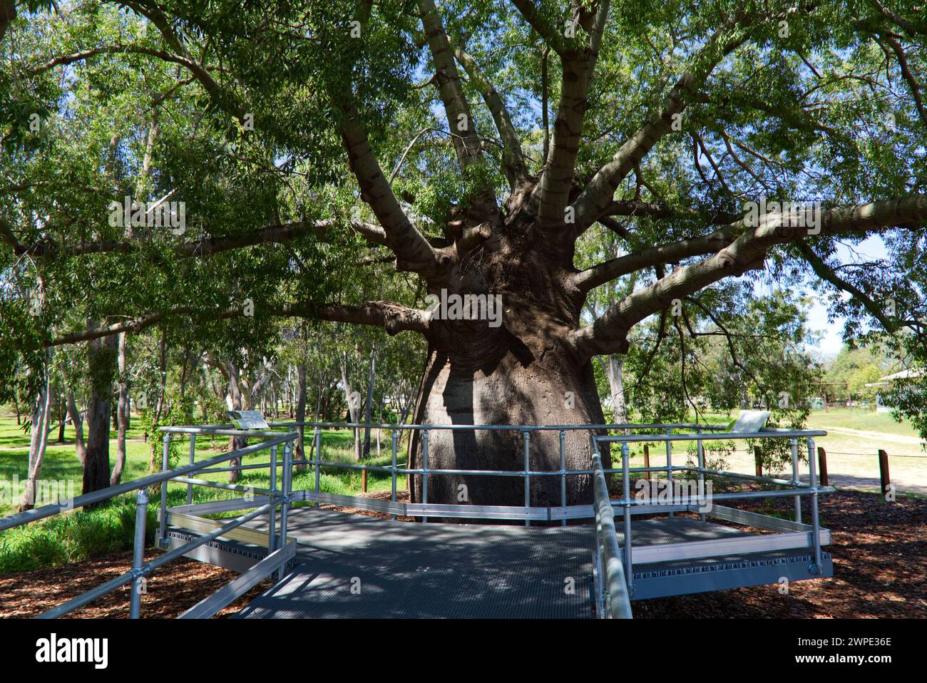 The biggest Queensland Bottle Tree in Roma Queensland Australia Stock