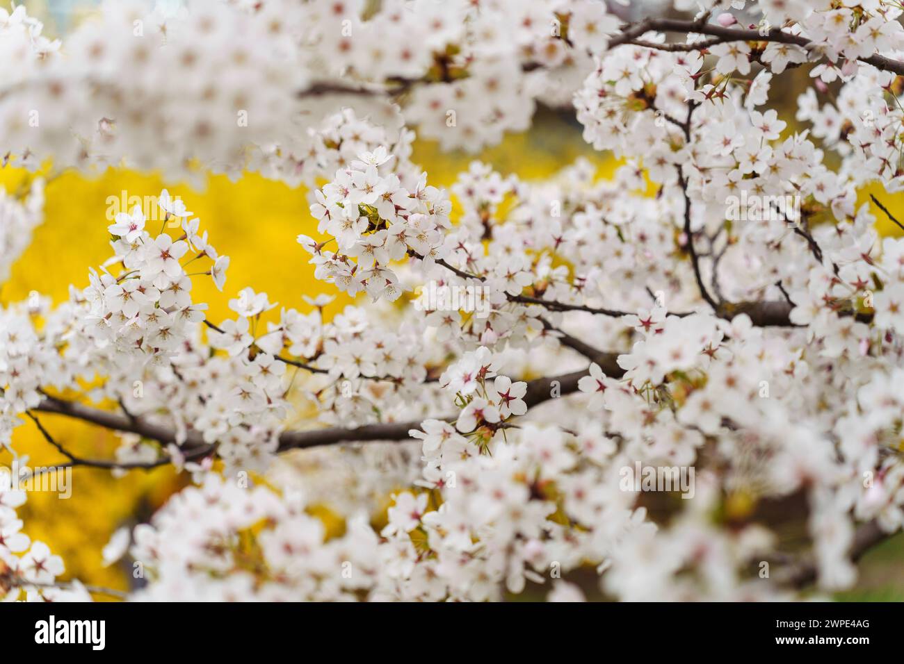 Ornamental white blooming Japanese cherry Prunus yedoensis during ...