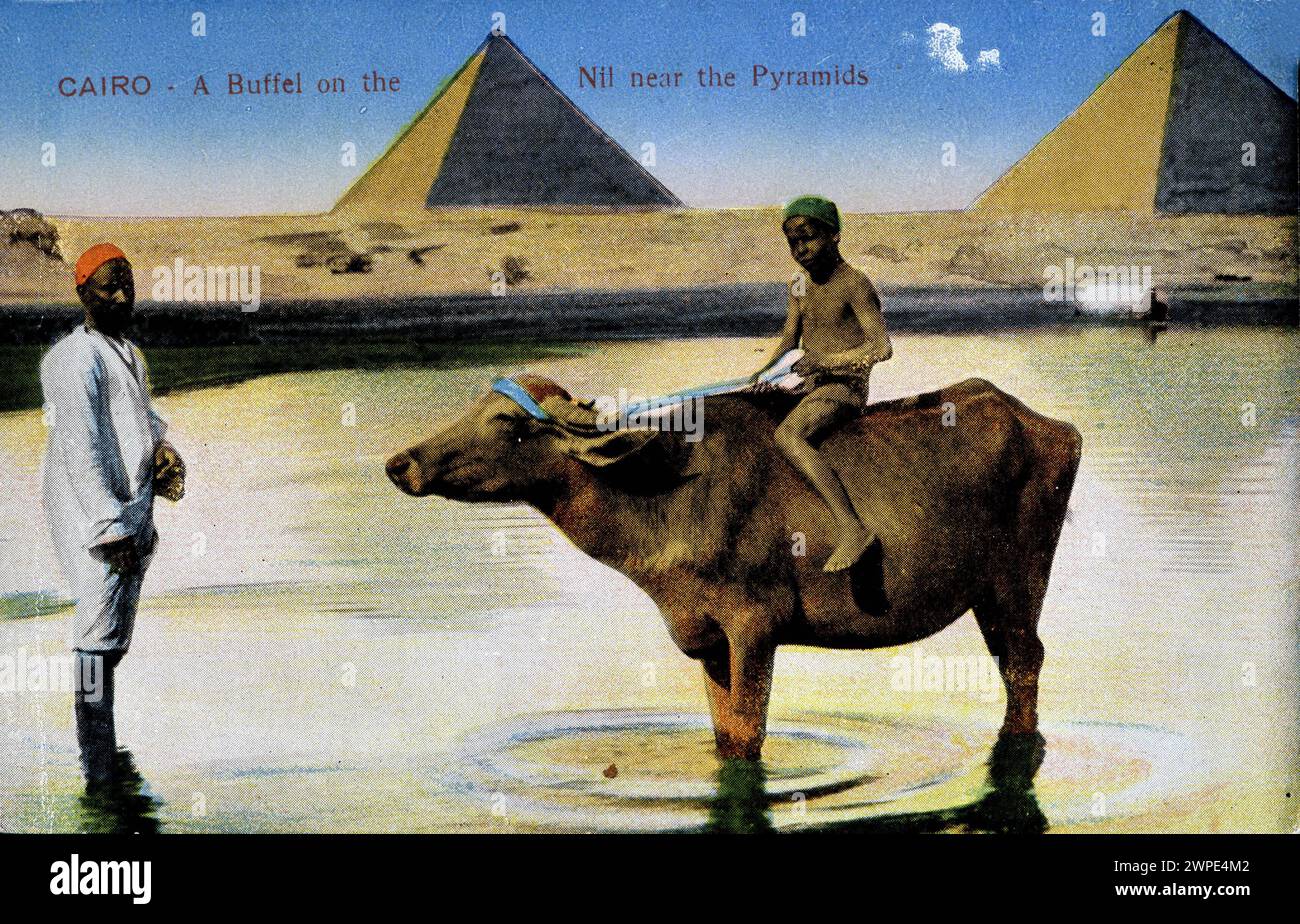 Cairo postcard depicting a buffalo in the Nile next to the pyramids. Around 1900. Stock Photo