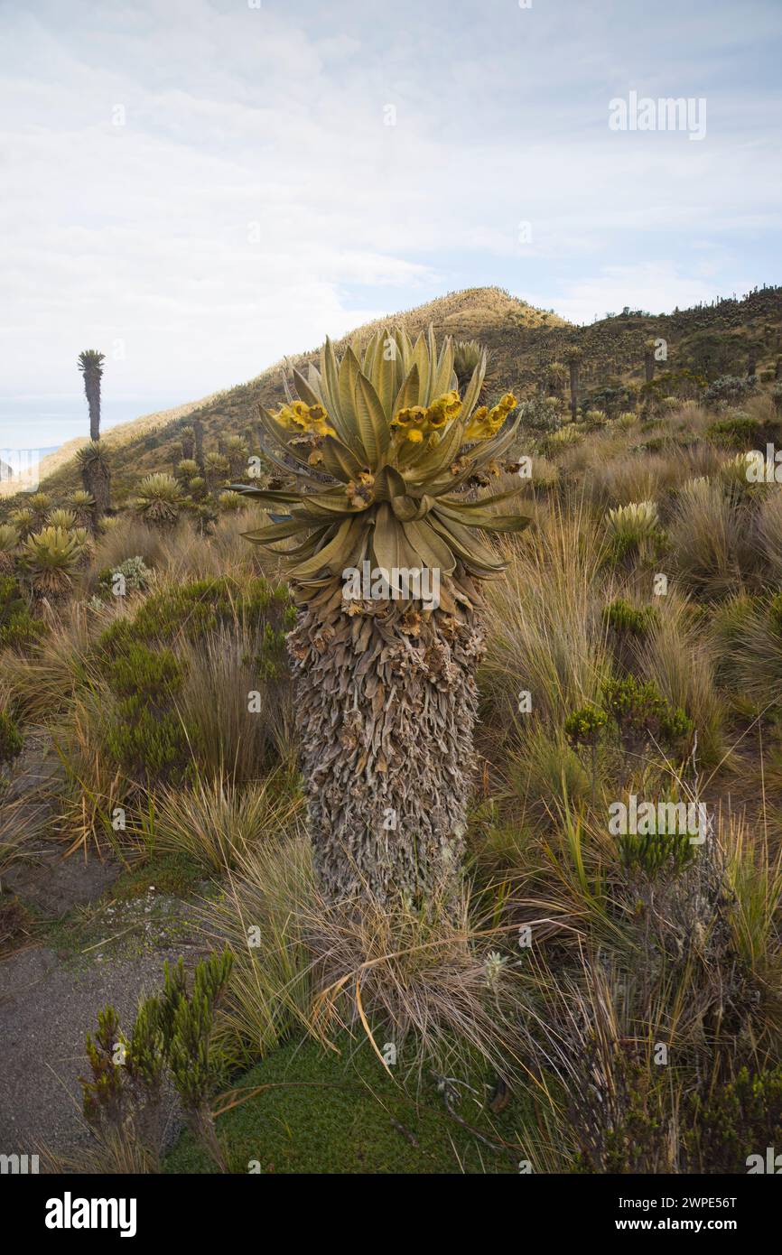 Espeletia plants in the Paramo in Colombia South America Stock Photo