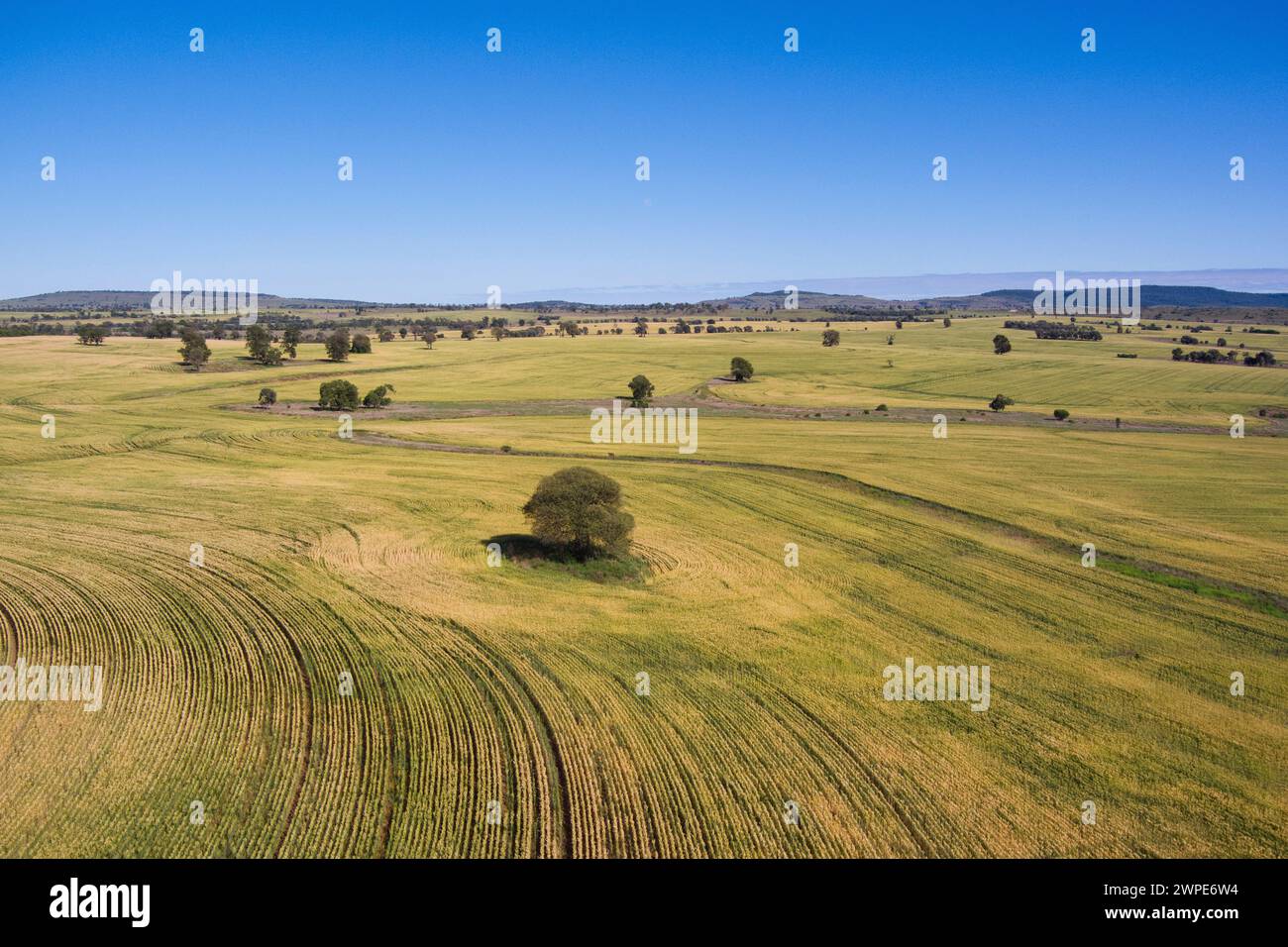 Aerial of lone Queensland Bottle tree surrounded by wheat fields Wallumbilla near Roma Queensland Australia Stock Photo