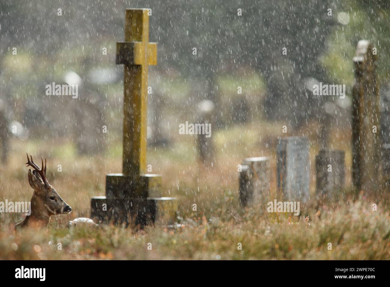 Roe buck resting in a cemetery during a heavy downpour Stock Photo