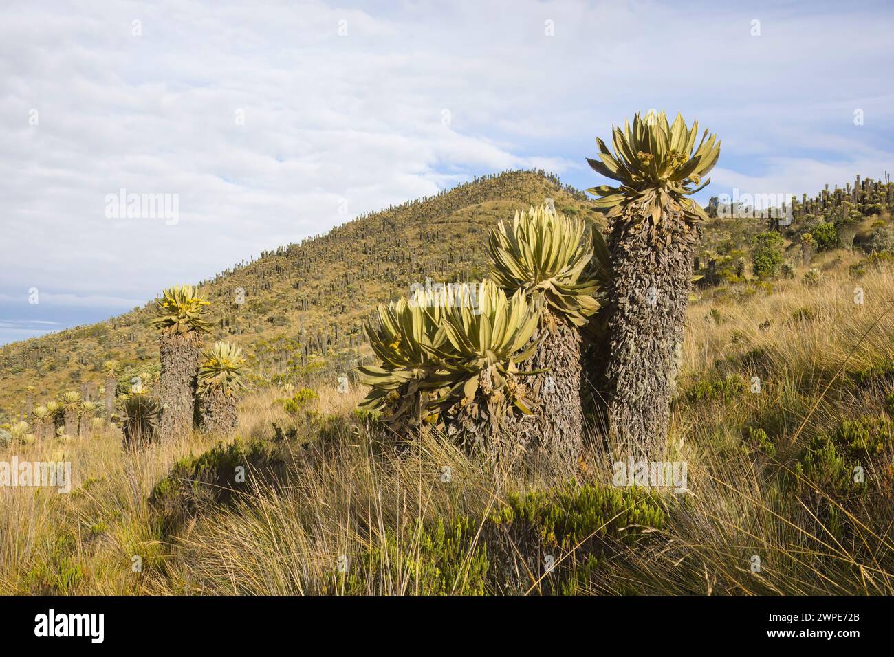 Espeletia plants in the Paramo in Colombia South America Stock Photo