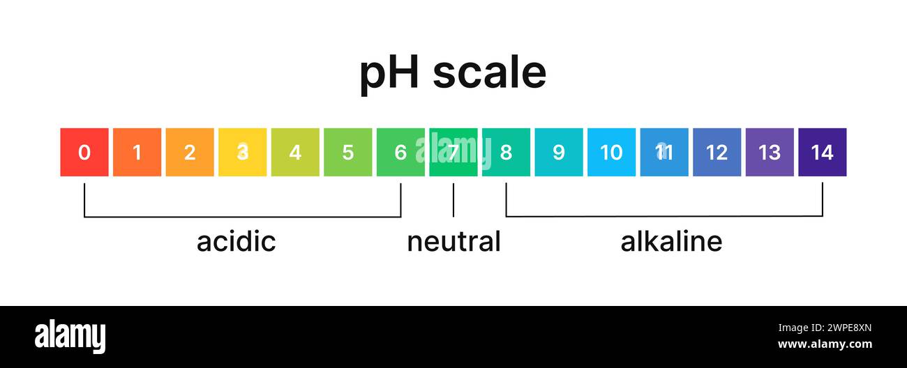 Ph level of acid and alkaline balance. Scale indicator for litmus paper test. Vector isolated infographics on white background. Stock Vector