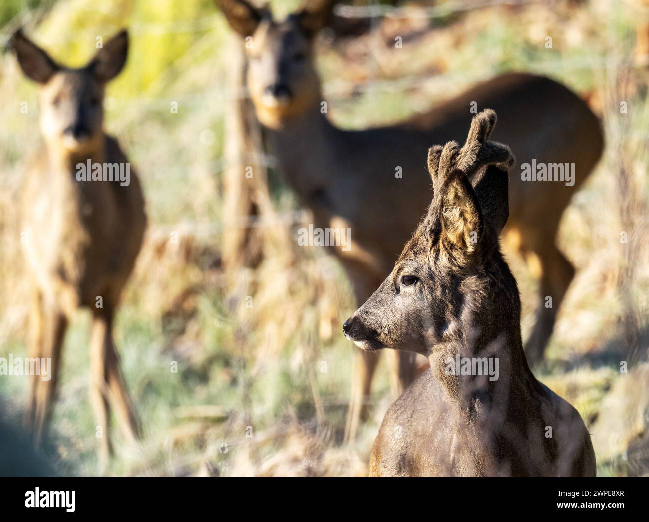 Roe Deer, Capreolus capreolus in Ambleside, Lake District, UK. Stock Photo