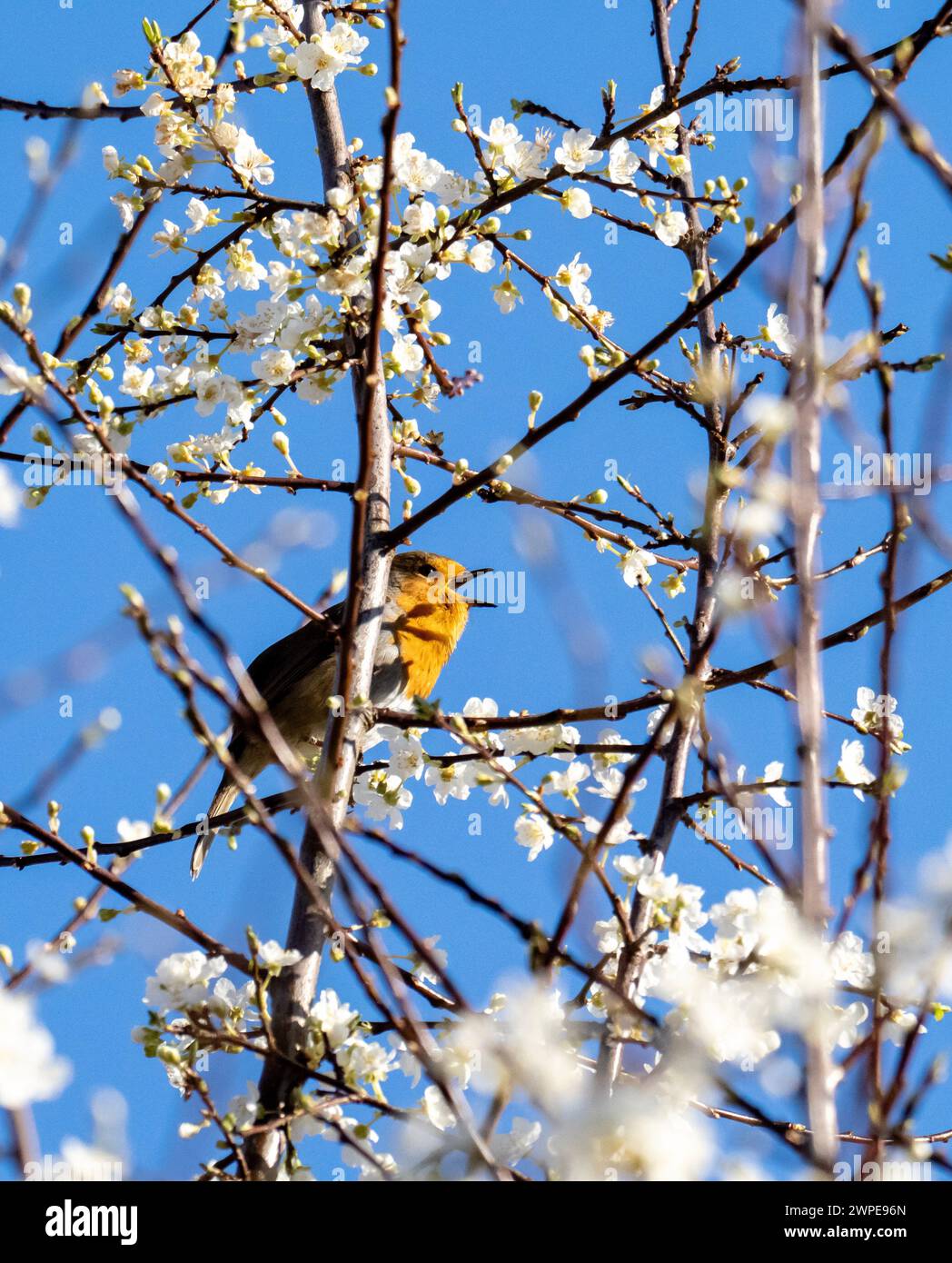 A Robin, Erithacus rubecula in a tree with blossom in Ambleside, Lake District, UK. Stock Photo
