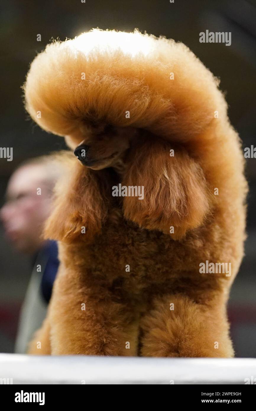 A Toy Poodle is groomed by their owner during the first day of the