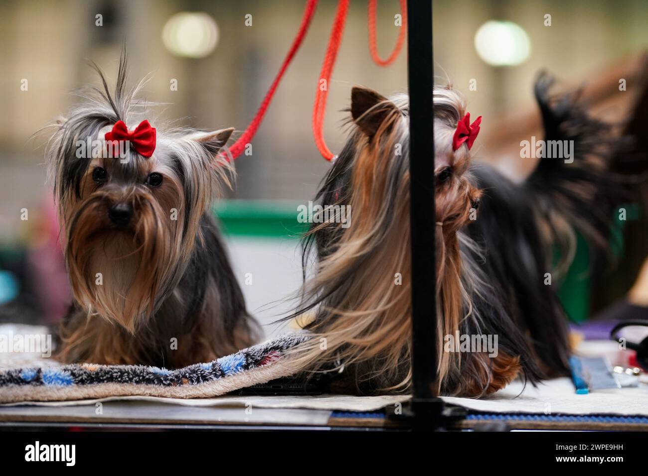 Yorkshire Terriers during the first day of the Crufts Dog Show at the