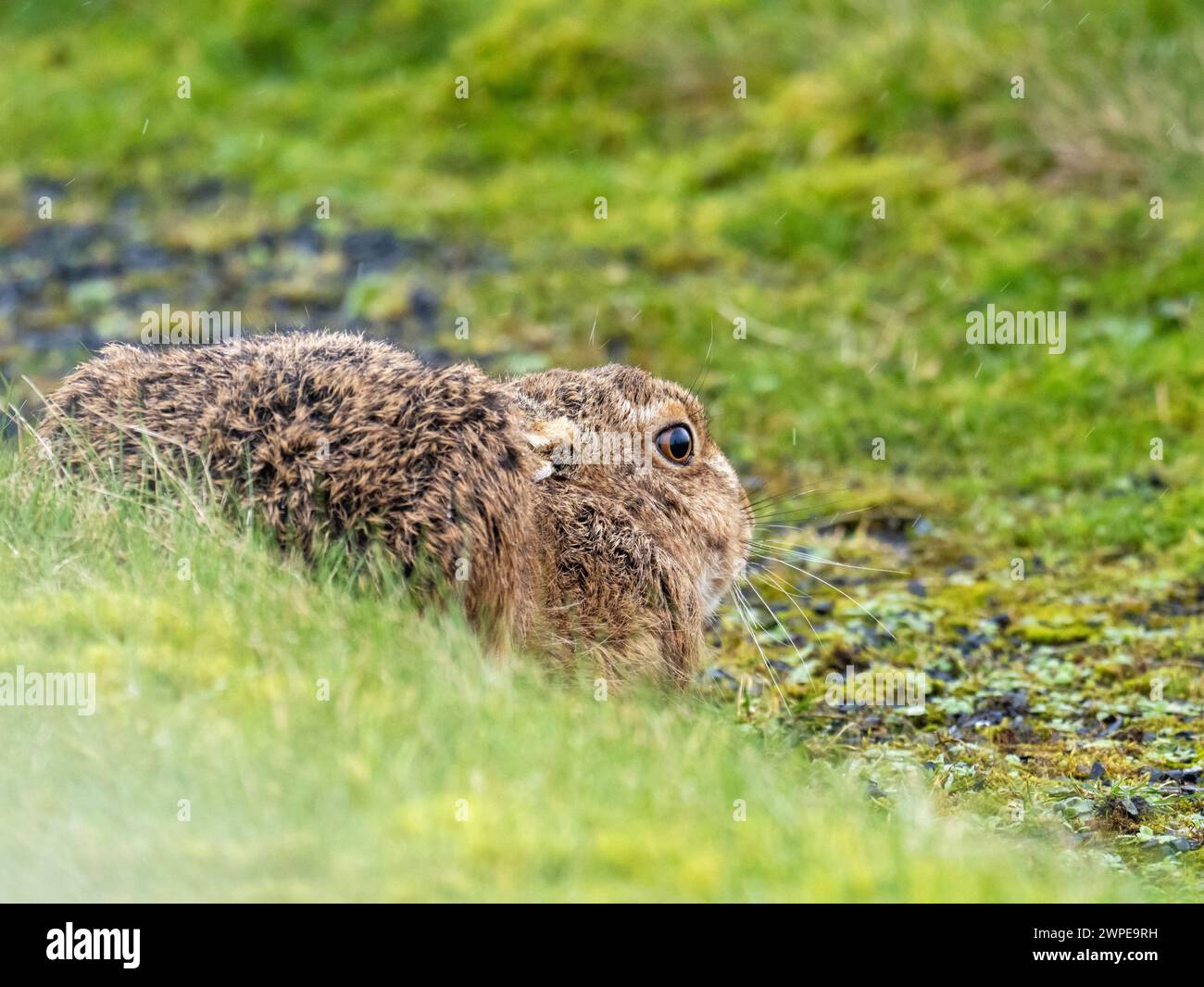 Brown Hare, Lepus europaeus on Islay, Scotland, UK. Stock Photo
