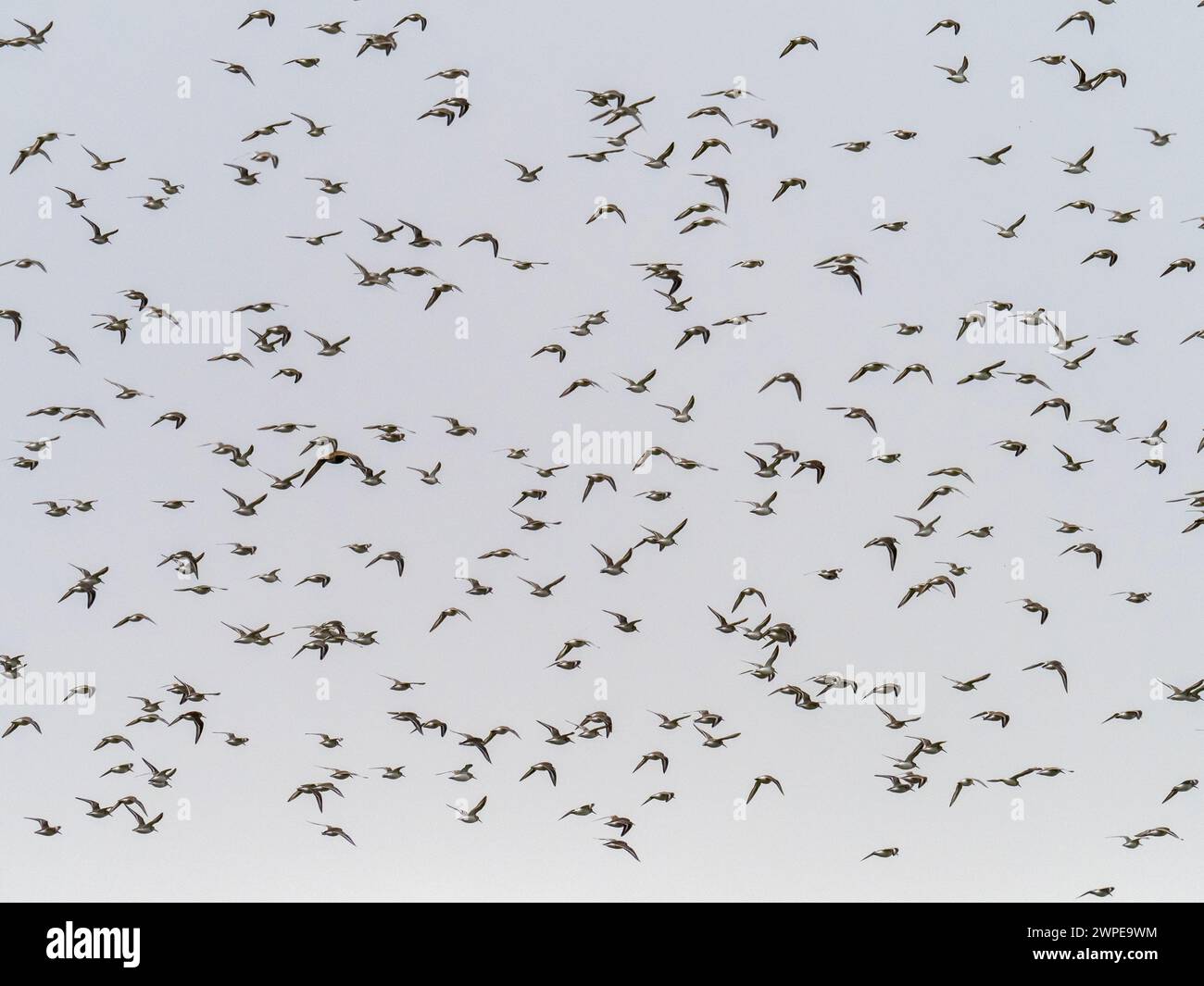 A flock of  Dunlin, Calidris alpina, on Islay, Scotland, UK. Stock Photo