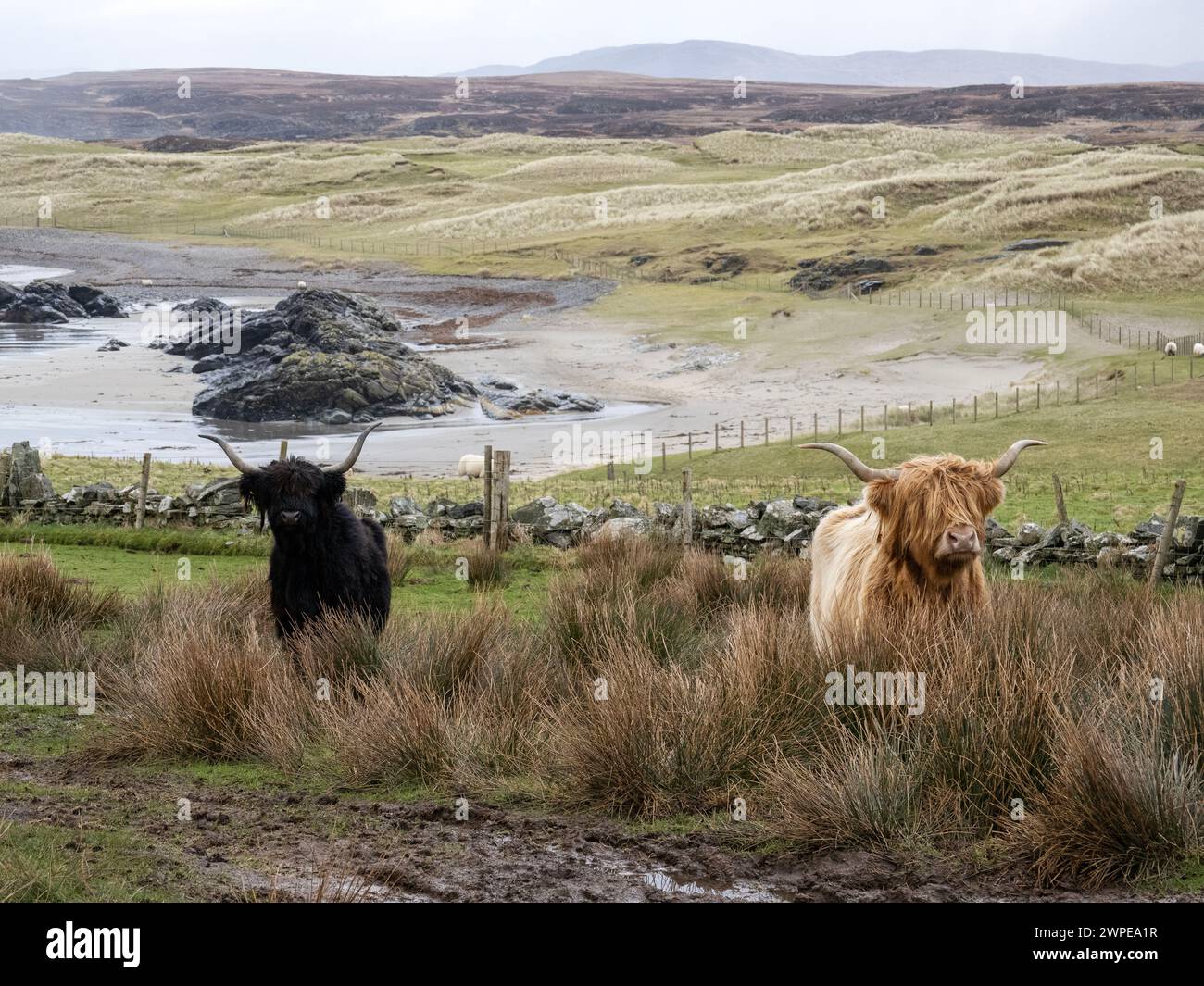 Highland Cattle at Sanaigmore on Islay, Scotland, UK. Stock Photo