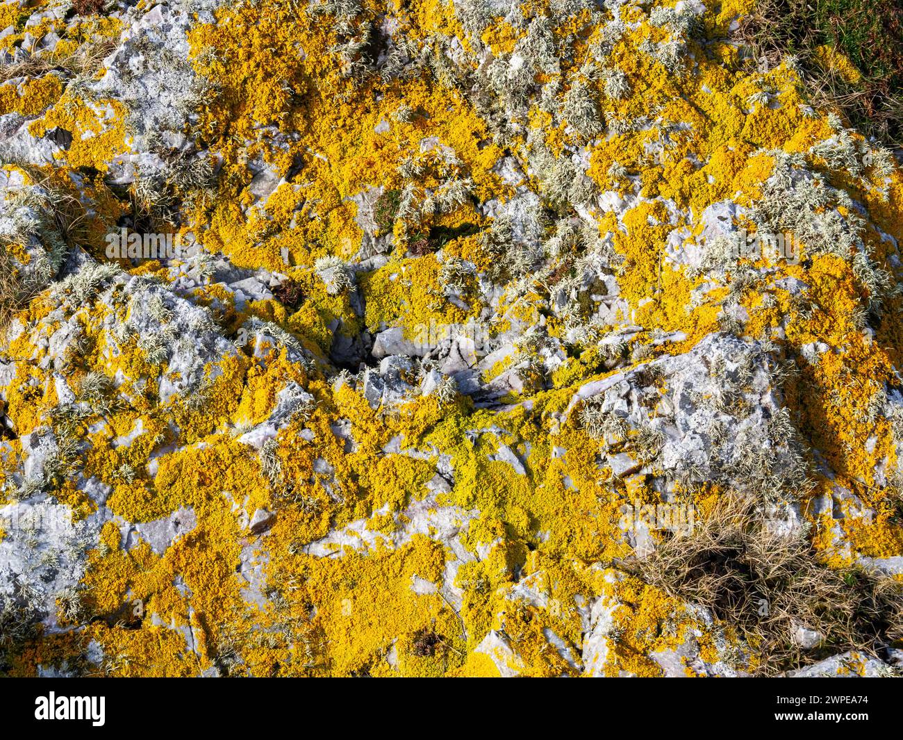 A lichen covered rock at loch Gruinart on Islay, Scotland, UK. Stock Photo