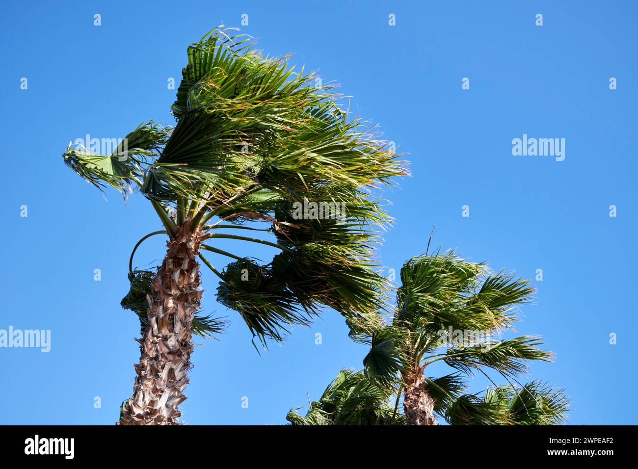 strong wind blowing canary island palm trees playa blanca, Lanzarote, Canary Islands, spain Stock Photo