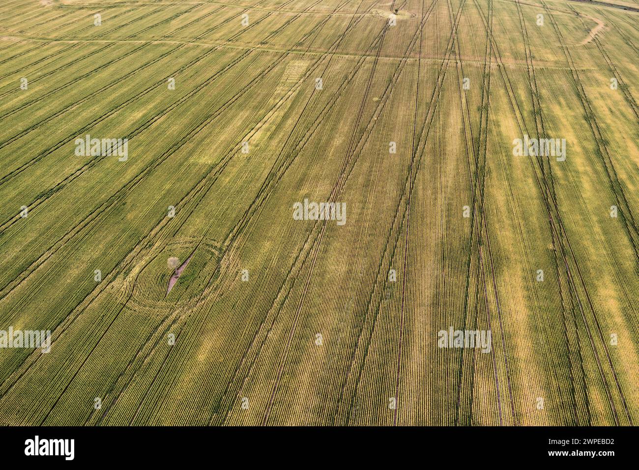 Aerial lone Queensland Bottle Tree in fields of wheat near Wallumbilla Queensland Australia Stock Photo