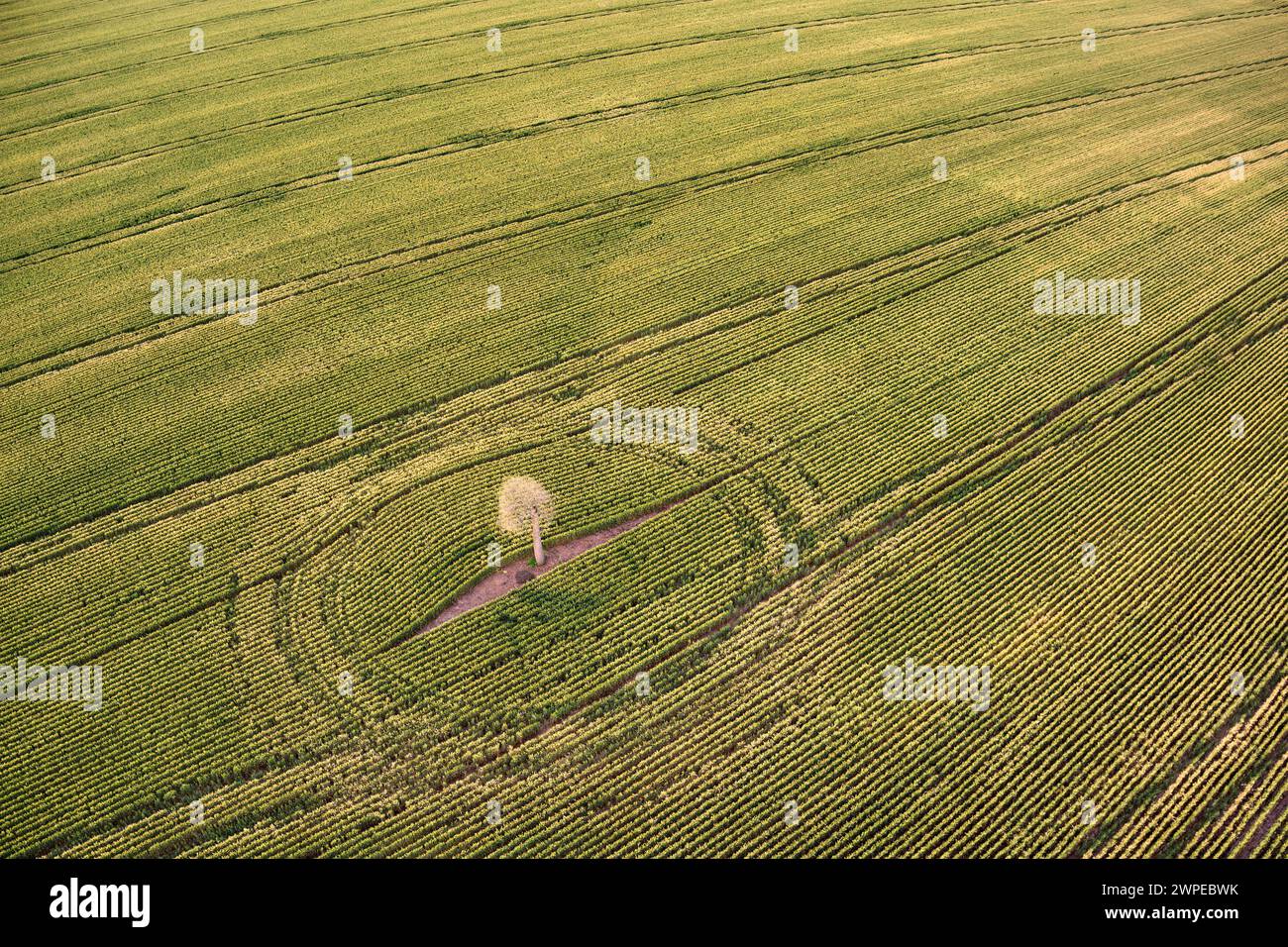 Aerial lone Queensland Bottle Tree in fields of wheat near Wallumbilla Queensland Australia Stock Photo