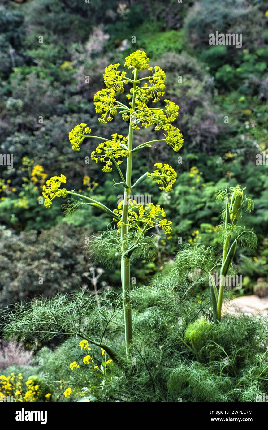 Flowers and leaves of Ferula communis, giant fennel, a herb common in Mediterranean countries Stock Photo