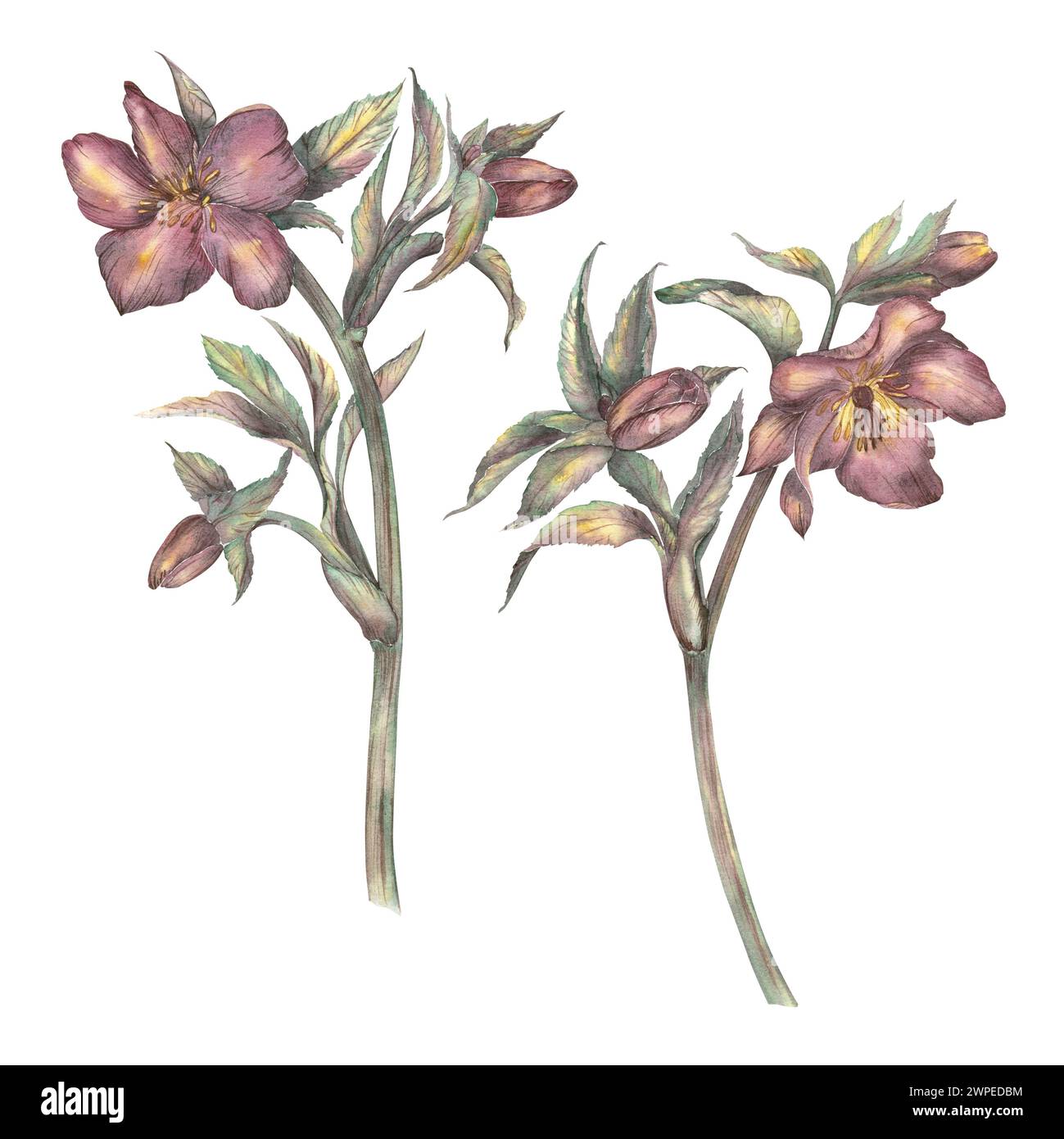 How to care for a christmas rose