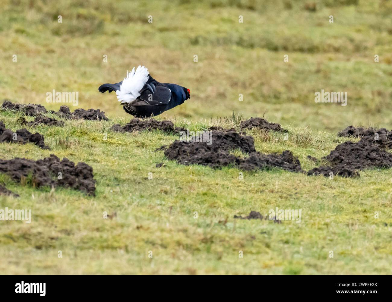 A male Black Grouse, Lyrurus tetrix in a field in Teesdale, County Durham, UK. Stock Photo