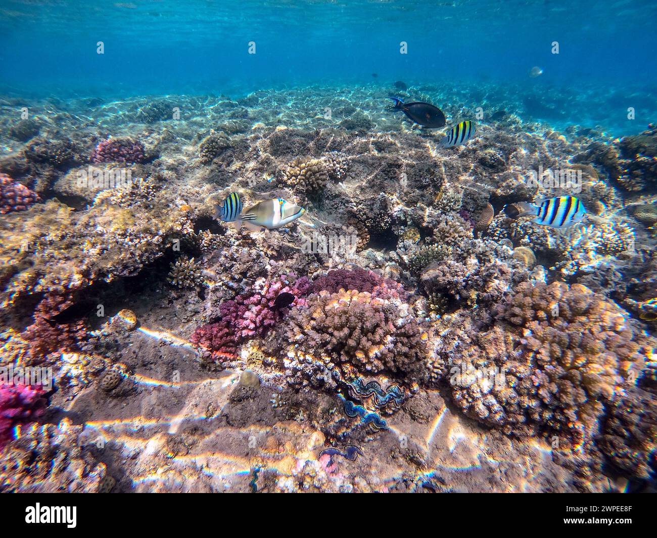 Colorful tropical Rhinecanthus assasi fish or Picasso trigger fish underwater at the coral reef. Underwater life of reef with corals and tropical fish Stock Photo