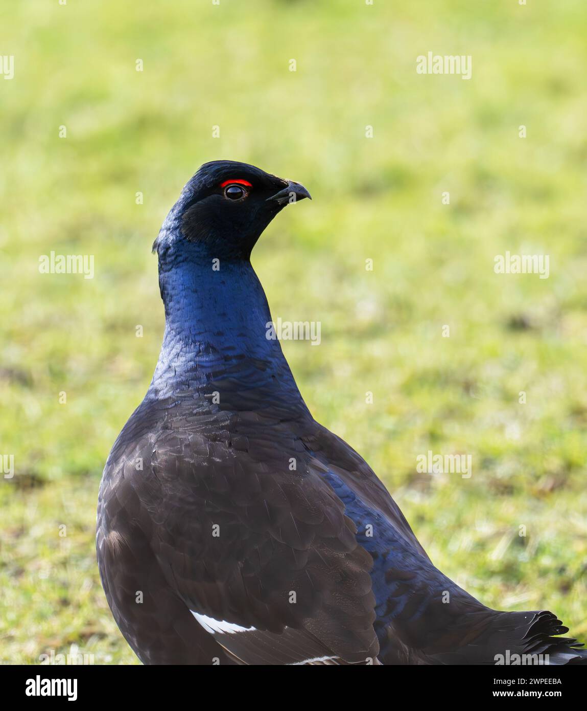 A male Black Grouse, Lyrurus tetrix in a field in Teesdale, County Durham, UK. Stock Photo