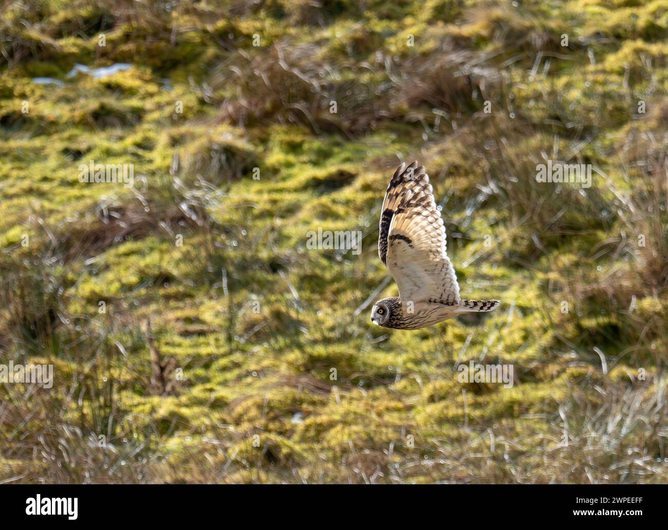 A Short eared Owl, Asio flammeus in Teesdale, County Durham, UK. Stock Photo
