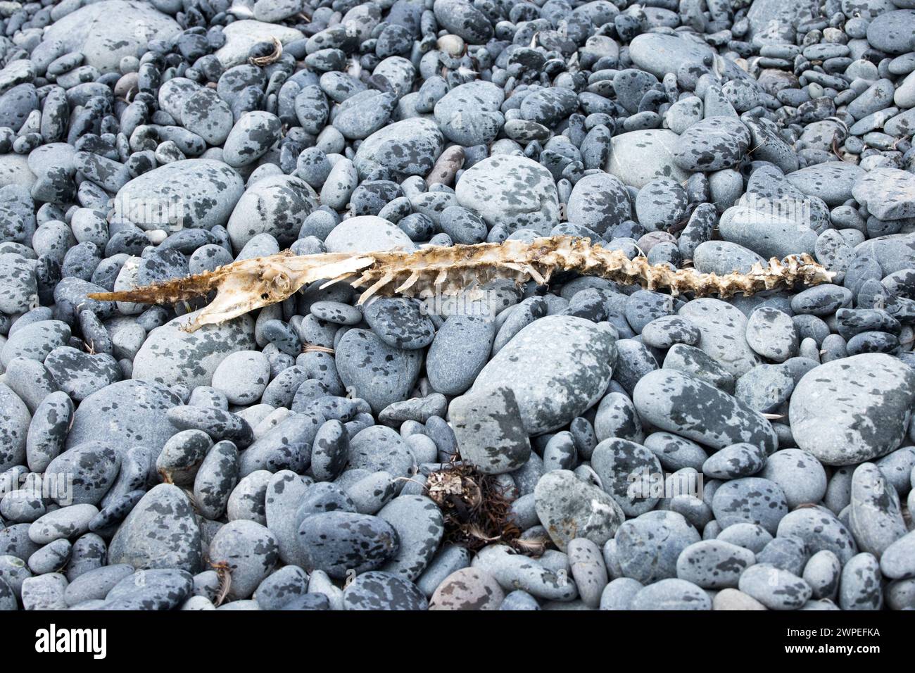 Skeleton of a penguin on the beach of Macquarie Island, Australia. Their predators include skuas, giant petrels, etc. Stock Photo