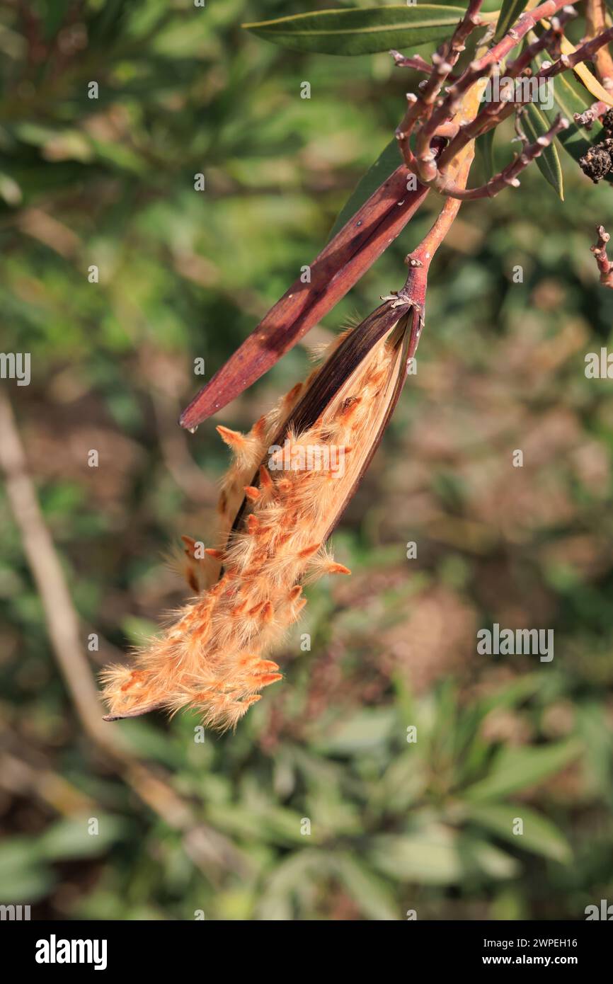 Oleander, Nerium oleander, seed pods open ready for dispersal. Commonly used on motorway central reservations due to its ability to absorb exhaust fum Stock Photo