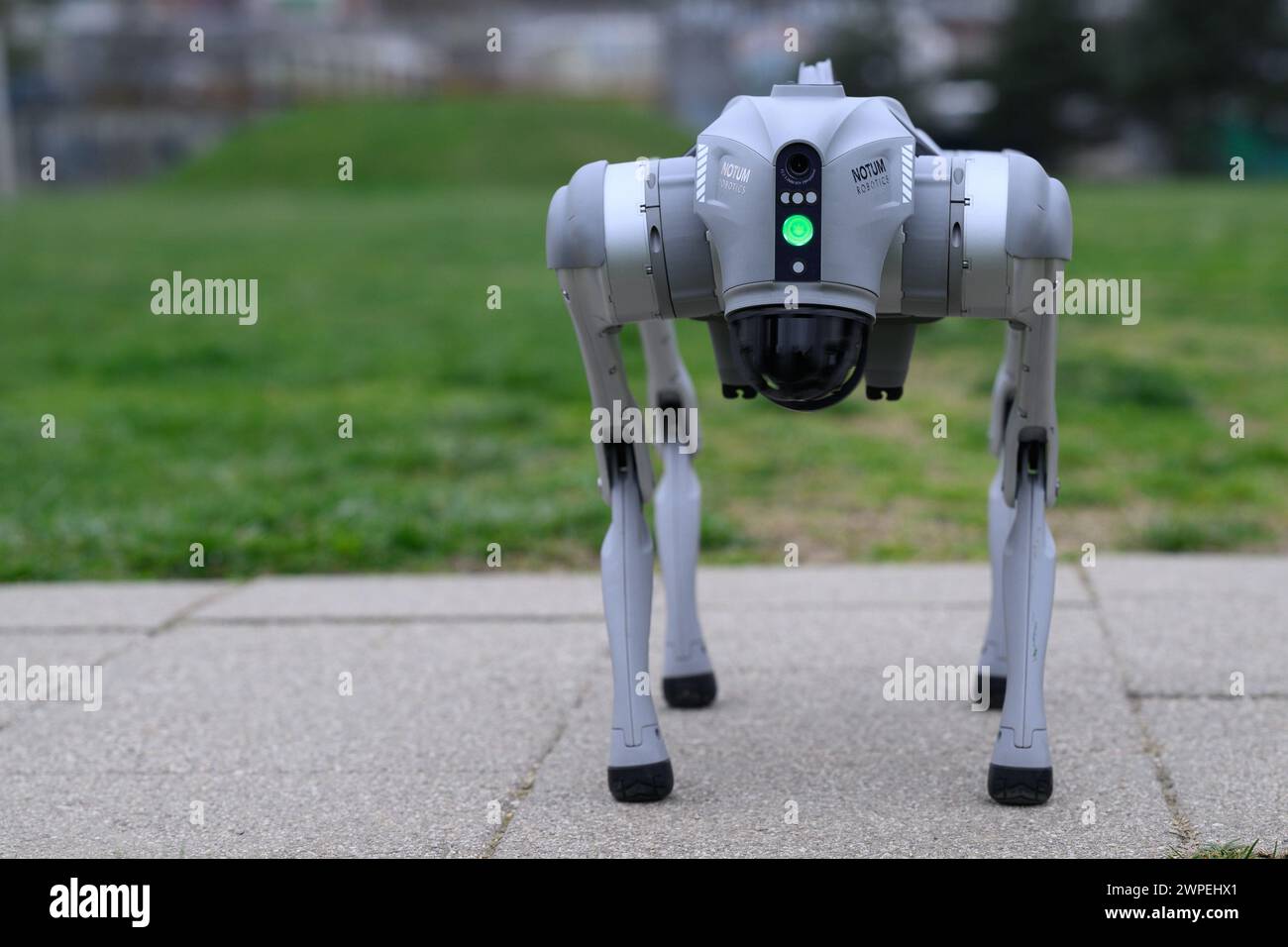 Notum Robotics Robot dog owned by Milan Rajcevic, owner and director of the company ...