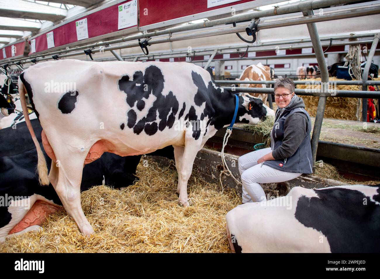 Leer, Germany. 06th Mar, 2024. Anita Lucassen, cattle breeder from Barßel, sits next to her dairy cow 'Angina' at the 42nd Excellent Show in the Ostfrieslandhalle. At the 42nd edition of the traditional cattle show, the Association of East Frisian Pedigree Cattle Breeders in Leer is looking for 'Miss East Frisia 2024'. Credit: Hauke-Christian Dittrich/dpa/Alamy Live News Stock Photo