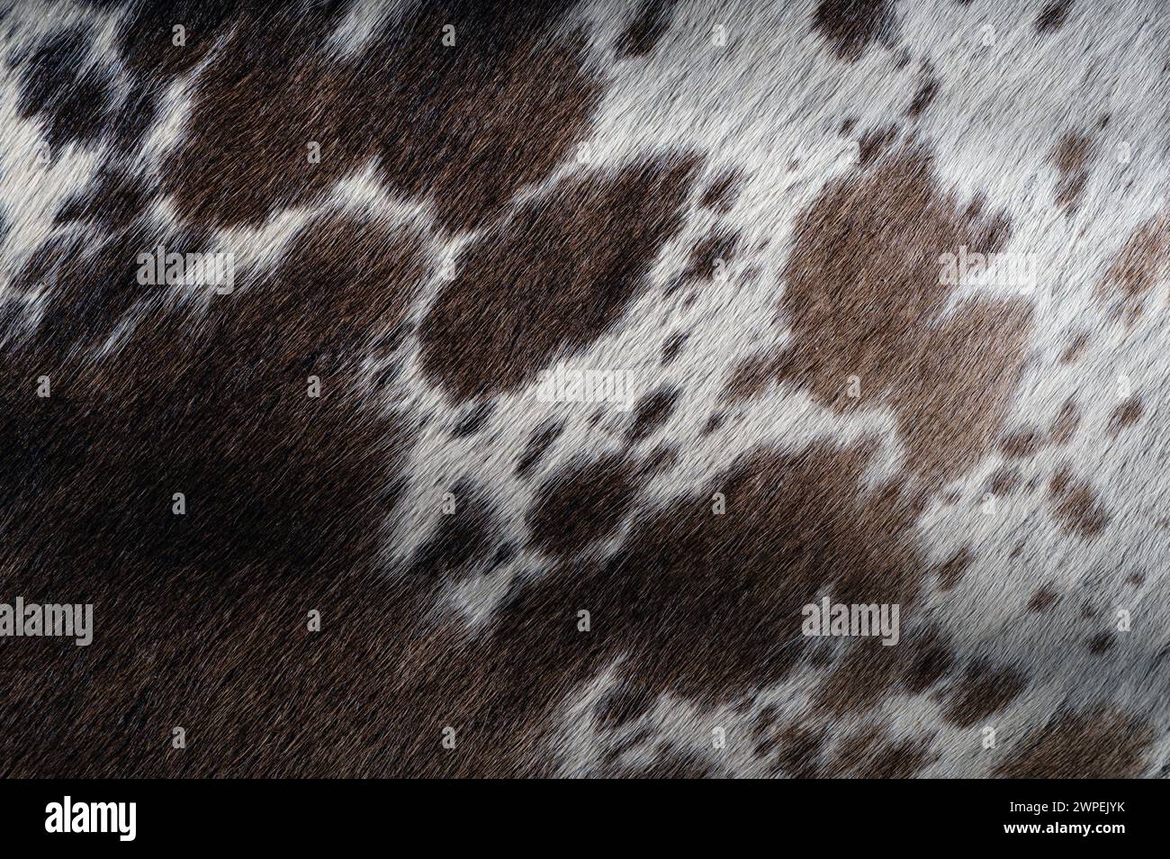 Pattern of cow fur texture macro close up view with spots Stock Photo