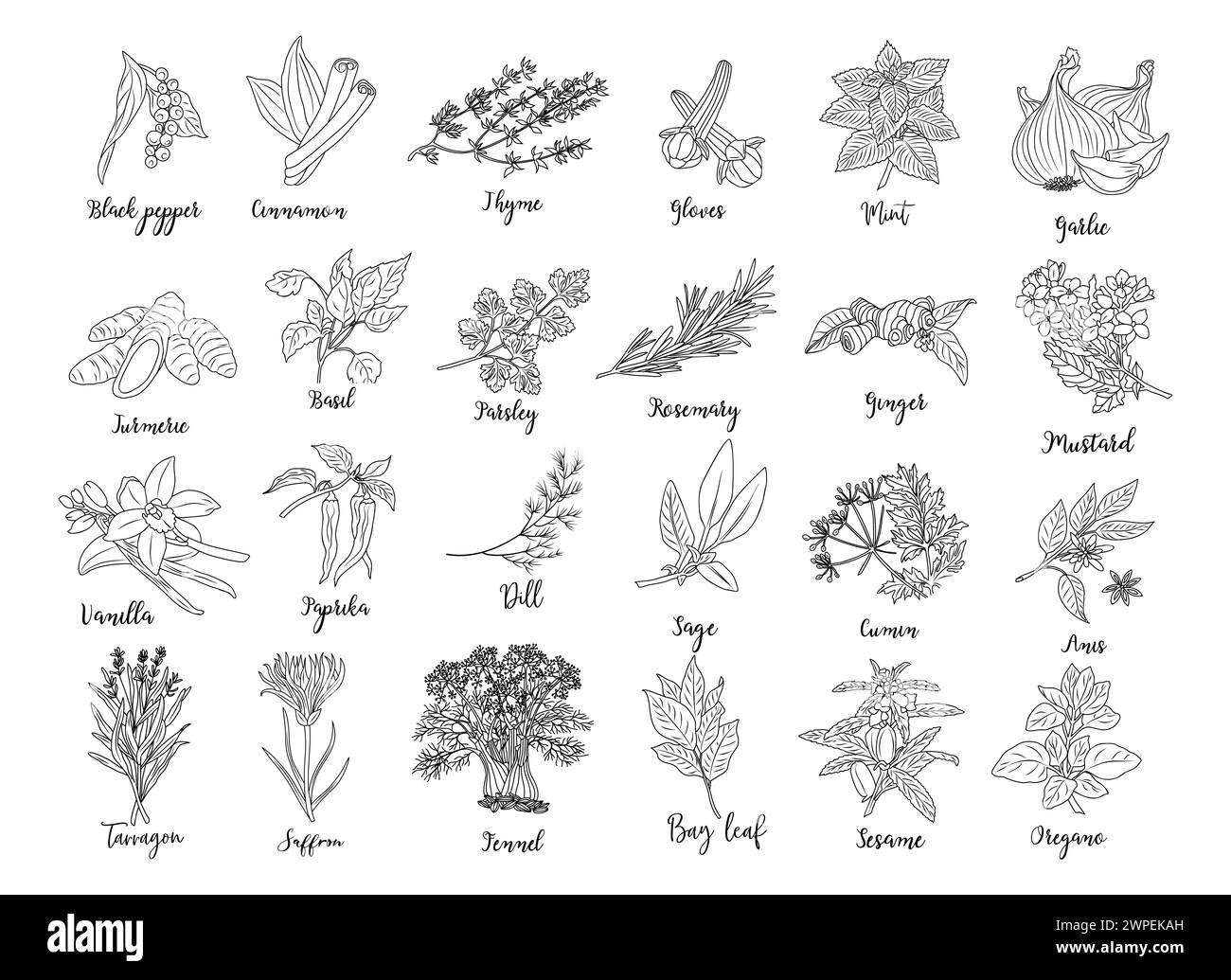 Set of Herbs and spices hand drawn illustrations.  Stock Vector