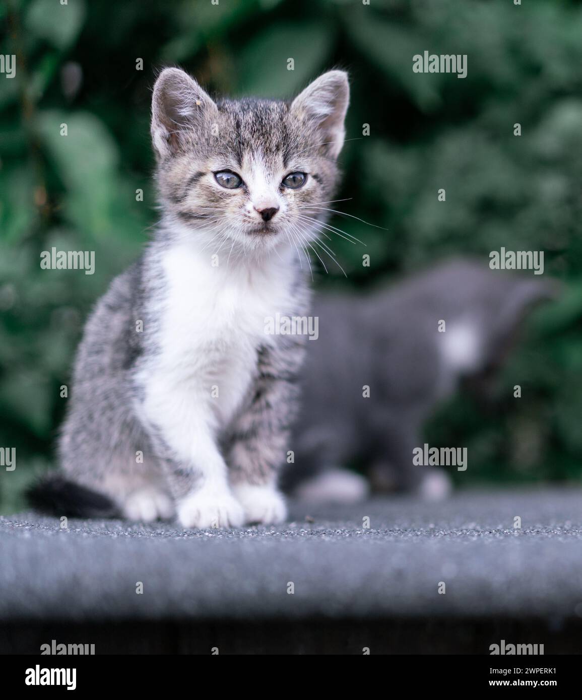 Serene Tabby Kitten Sitting on a Gray Surface. Stock Photo