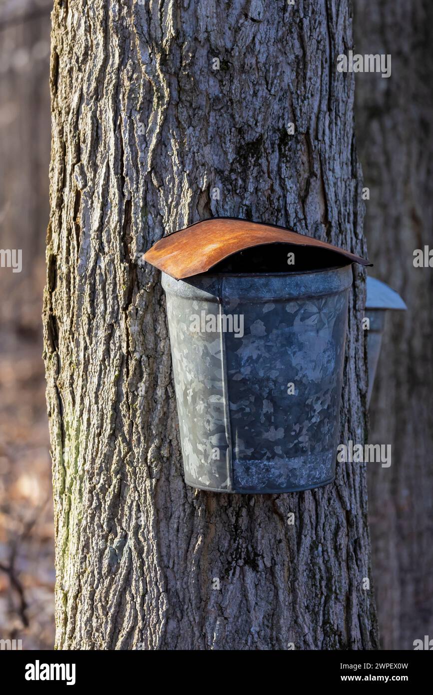 Metal bucket with lid used to collect sugar maple sap on an Amish farm