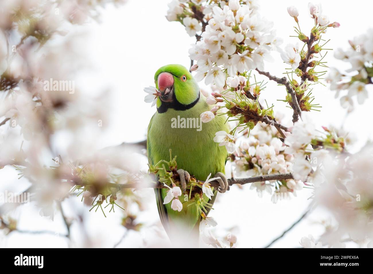 London, UK.  7 March 2024.  UK Weather – A ring-necked parakeet eats early flowering blossom in St. James’s Park.  The National Trust has said that spring blooms are flowering four weeks early due to a mild winter and warm February, a visible sign of climate change.  Credit: Stephen Chung / Alamy Live News Stock Photo
