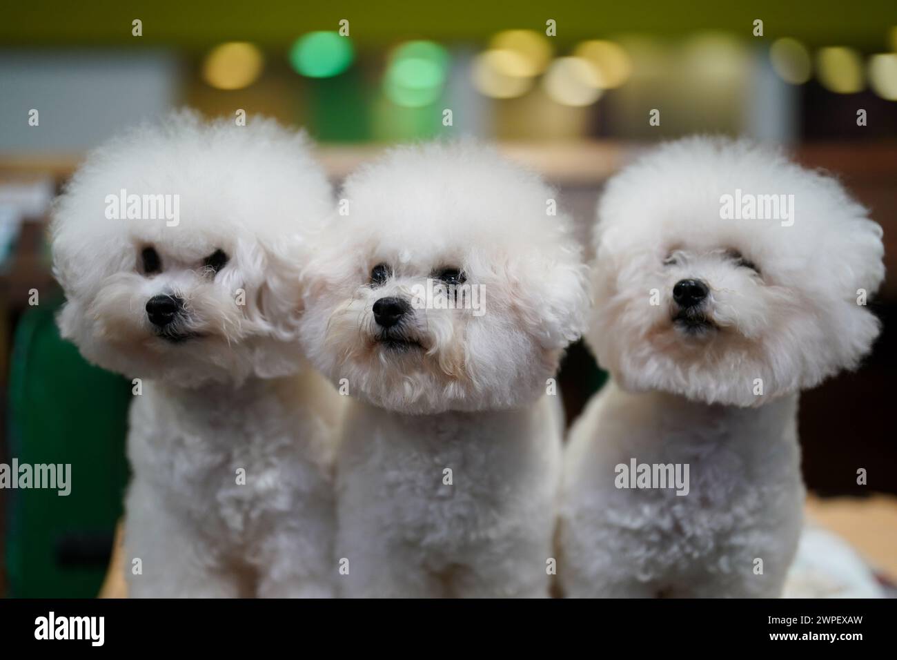 Three Bichon Frise look towards their handler during the first day of ...