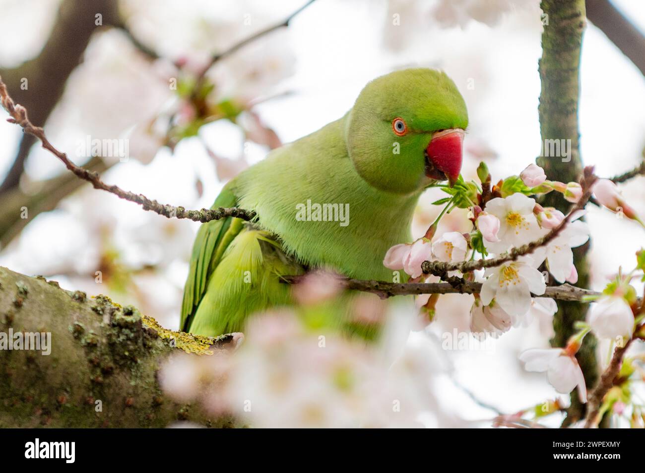 London, UK.  7 March 2024.  UK Weather – A ring-necked parakeet eats early flowering blossom in St. James’s Park.  The National Trust has said that spring blooms are flowering four weeks early due to a mild winter and warm February, a visible sign of climate change.  Credit: Stephen Chung / Alamy Live News Stock Photo