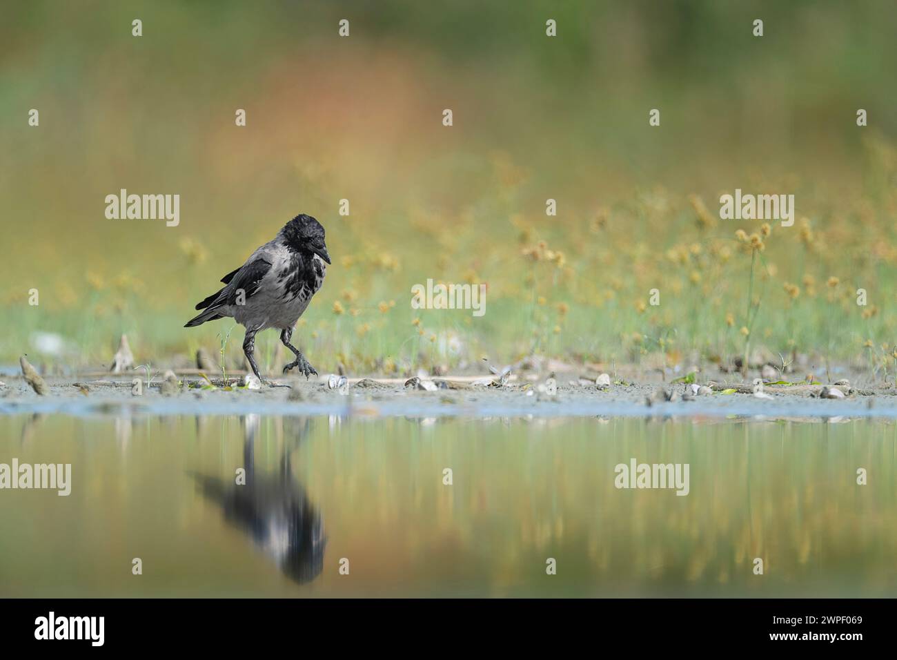 At mirror, the hooded crow (Corvus cornix) Stock Photo
