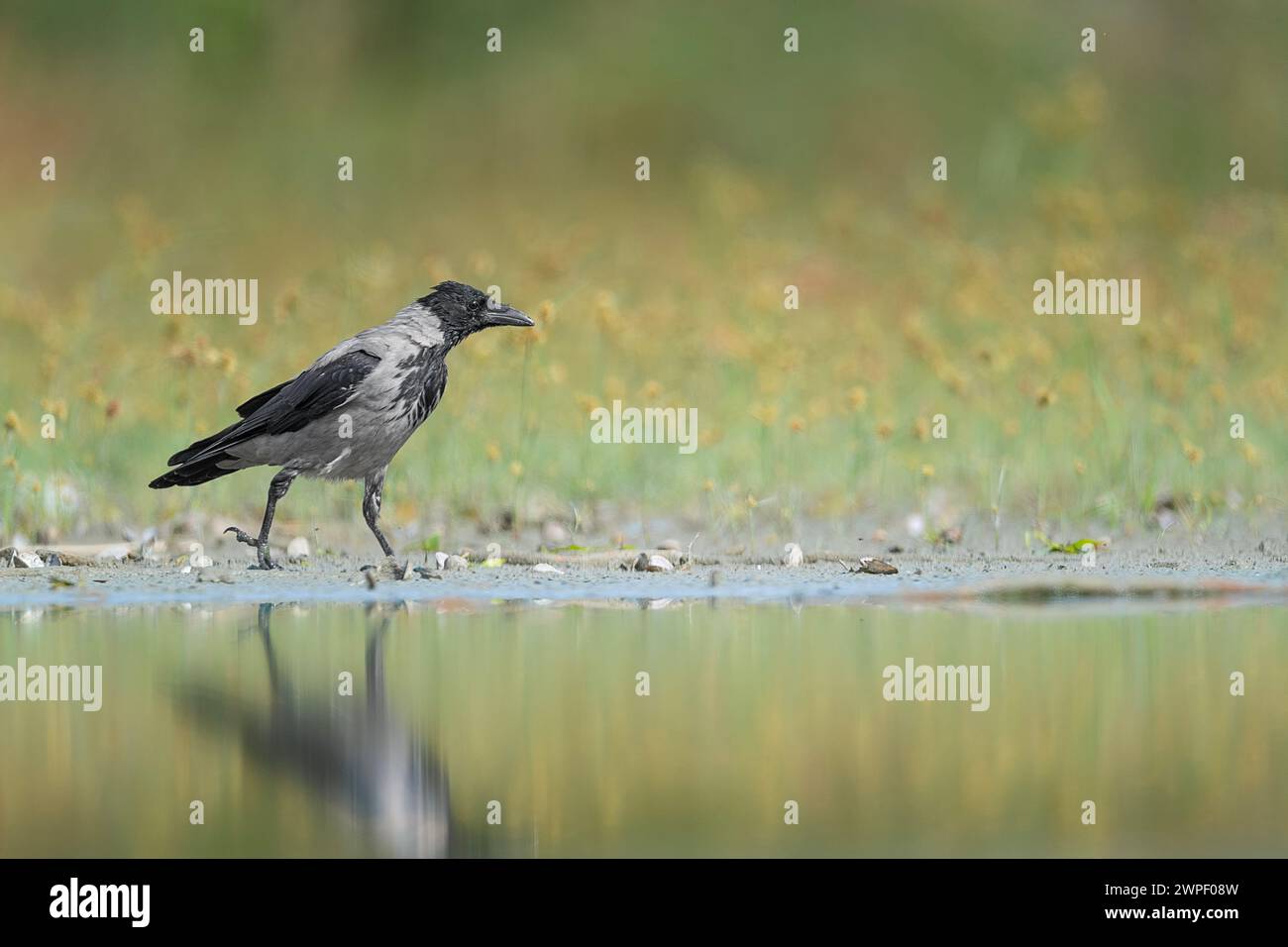 Walking on the riverside, the hooded crow (Corvus cornix) Stock Photo