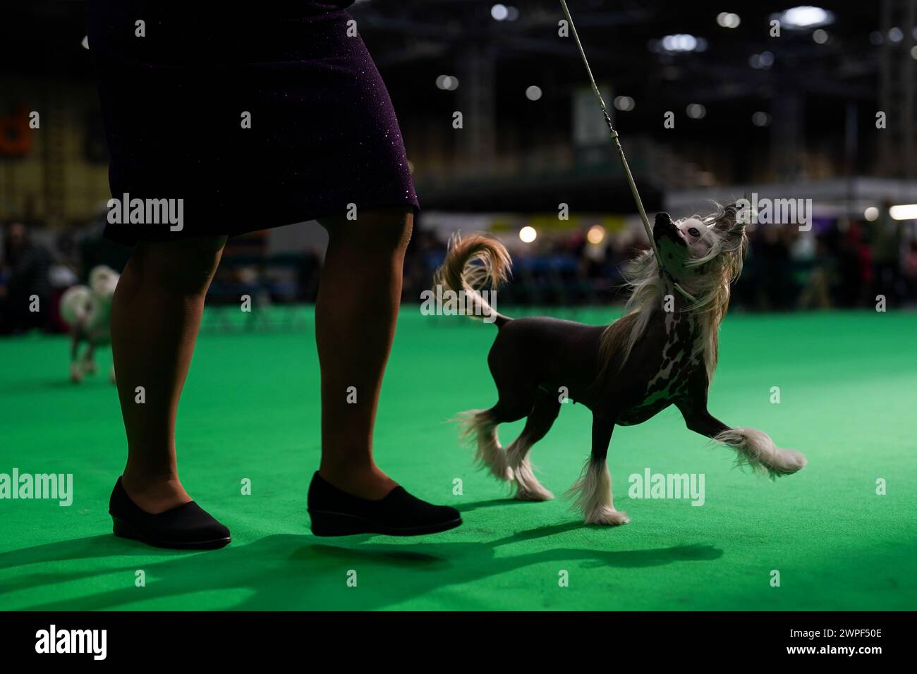 A handler with their Chinese Crested in the showring during the first