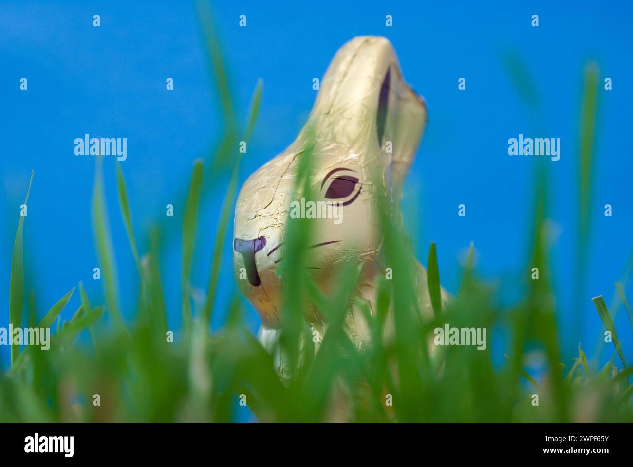 chocolate easter bunny in the grass Stock Photo