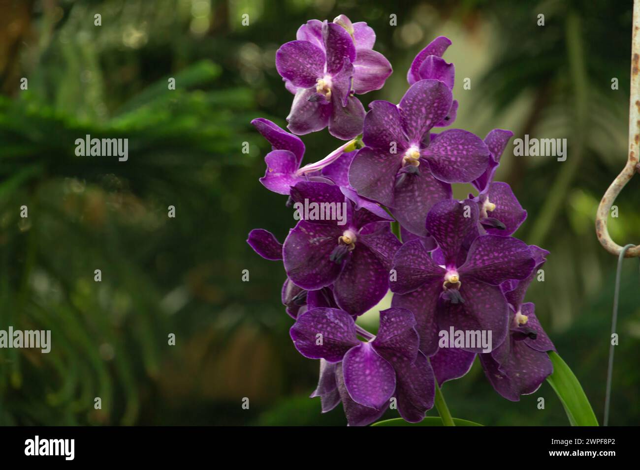 Orchid. Red orchid. Orchid is queen of flowers. Orchid in tropical garden. Orchid in nature. Stock Photo