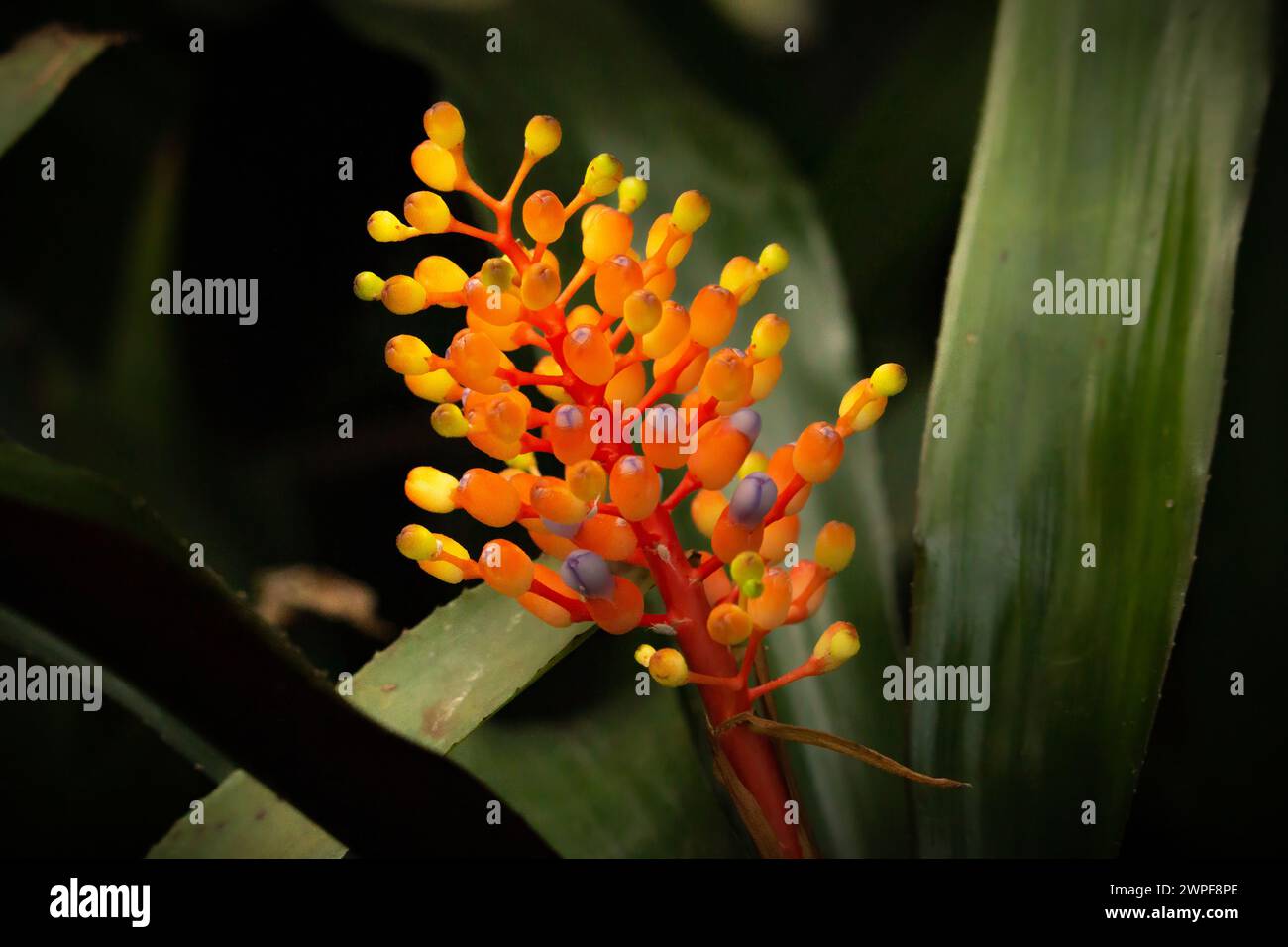 Closeup of Aechmea Caudata flower in vibrant orange and black grown in Tasmania, Australia Stock Photo