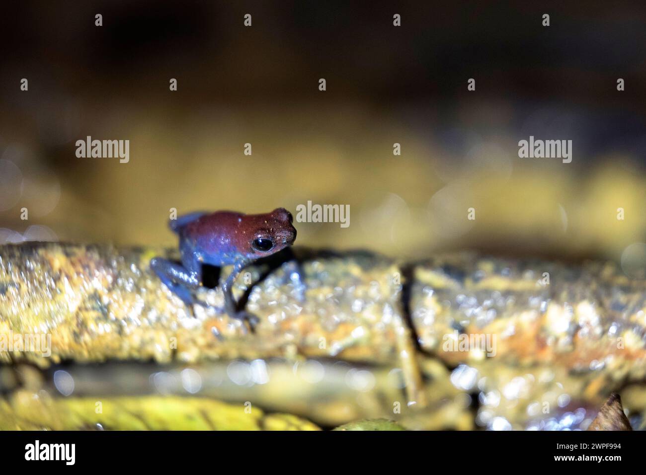 Beutiful red blue legged strawberry poison dart frog (Oophaga pumilio), Blue jeans dart frog in its natural habitat, Bocas del Toro, Panama Stock Photo