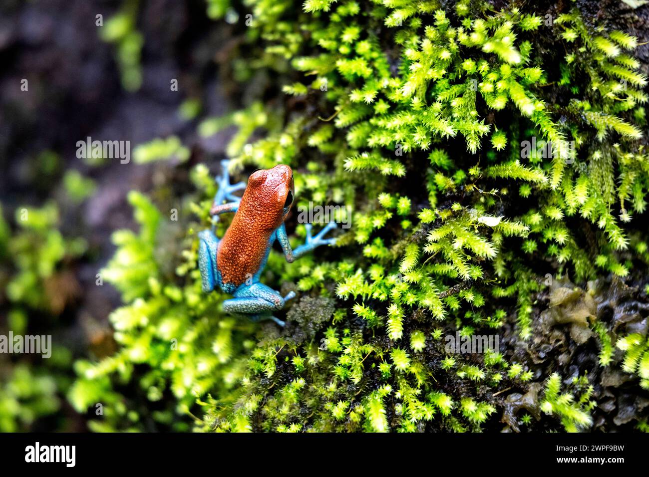 Strawberry poison frog, strawberry poison-dart frog or blue jeans poison frog (Oophaga pumilio) in n natural environment, Bocas del Toro, Panama Stock Photo