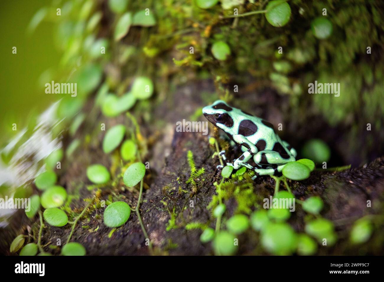 Beautiful green-and-black poison dart frog (Dendrobates auratus) in his natural environment on the island of San Cristobal, Bocas del toro, Panama Stock Photo