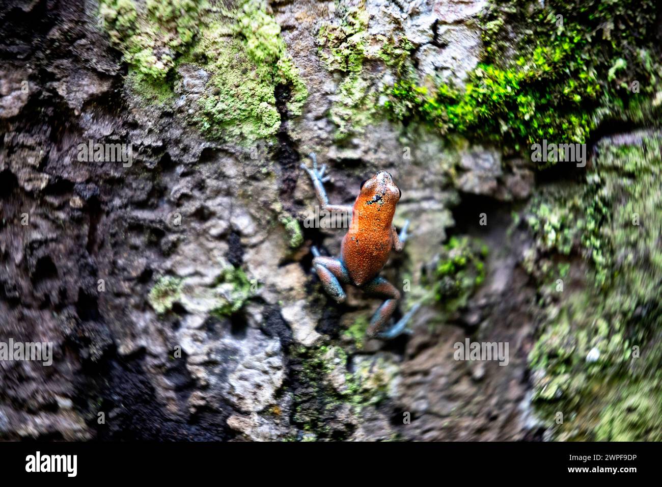Strawberry poison frog, strawberry poison-dart frog or blue jeans poison frog (Oophaga pumilio) in n natural environment, Bocas del Toro, Panama Stock Photo