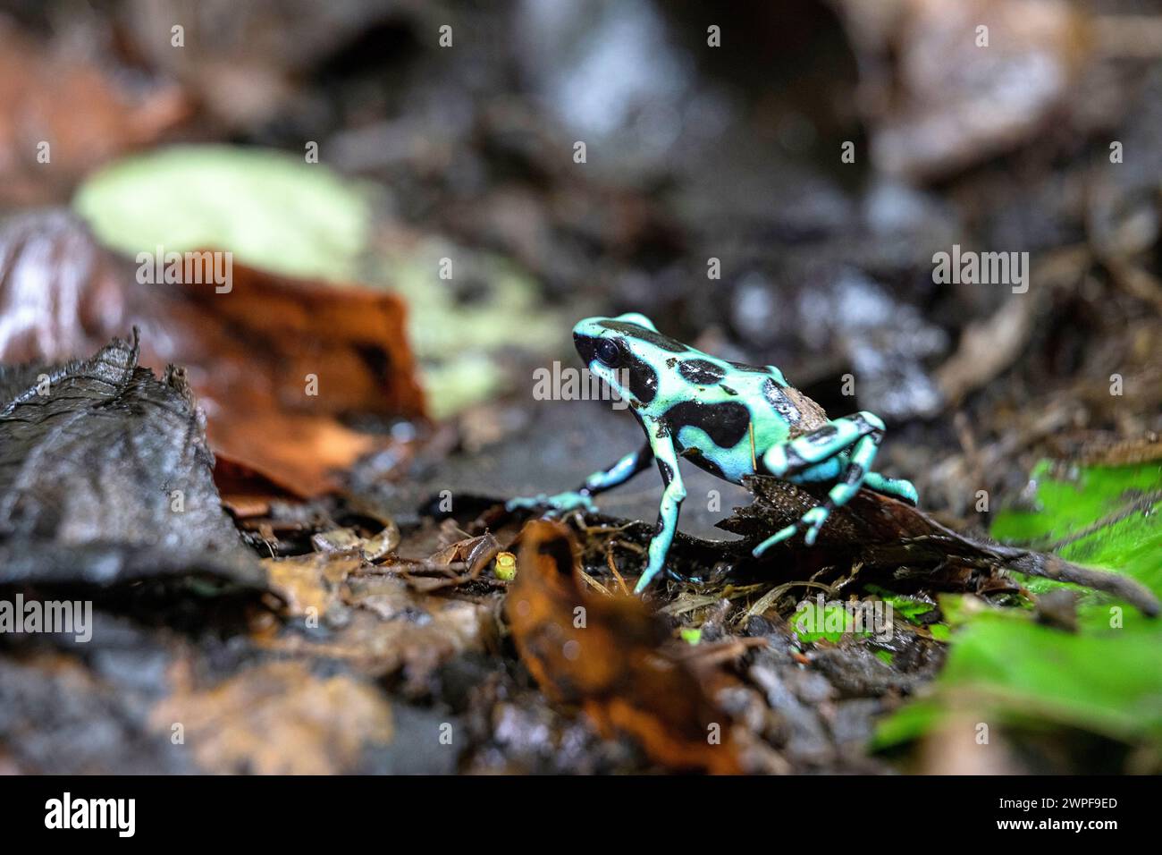 Green and black poison arrow frog (Dendrobates auratus), morph, on the floor in a rainforest in Panama, Bocas del Toro Stock Photo