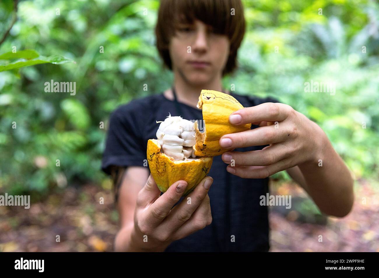 Caucasian boy opening fresh cocoa fruit with his fingers, just taken from tree, Bocas del Toro, Panama, Central America Stock Photo